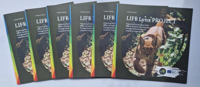 LIFE Lynx Layman’s report