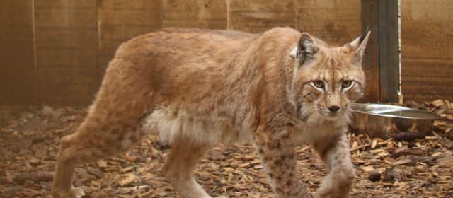 LIFE Lynx- Slovenian Field Blog