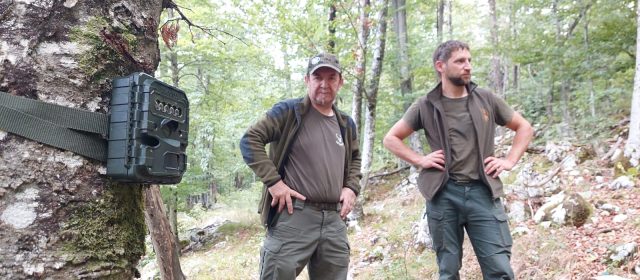 Hunter-engaged monitoring of the Eurasian lynx during the reinforcement process: a new scientific study available