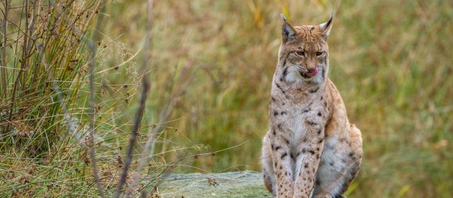 New scientific publication will help improve the accuracy of lynx population size estimates