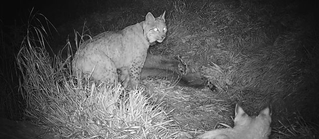 A new generation of lynx in the Slovenian Alps