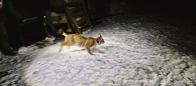 Lynx Monitoring in the Alps; Extreme Predator Project