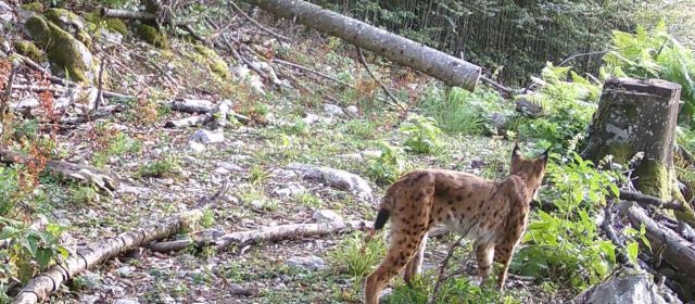Lynx video from Kočevski Rog, Slovenia
