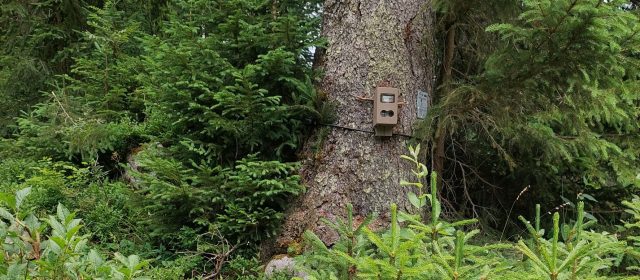 We are looking for Tris, Lenka and Zois with camera traps in Gorenjska