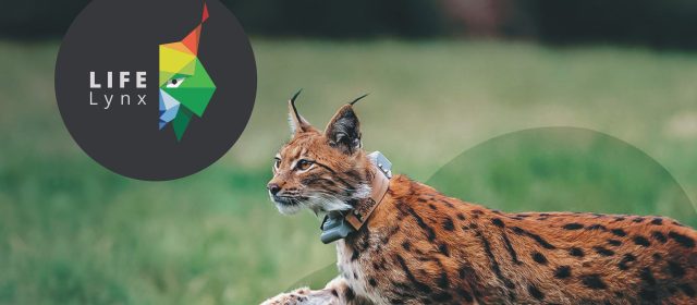 Together for Lynx – movie trailer