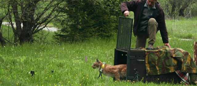 Movie Together for Lynx is available online