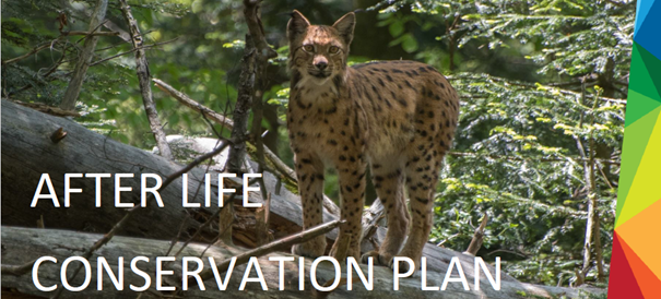 With the After-LIFE conservation plan we are safeguarding the future of lynxes in Dinaric Mountains and SE Alps