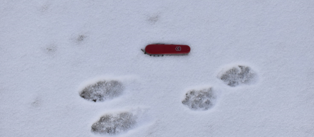 Michelle Pozzini: The snow does not conceal, it reveals!